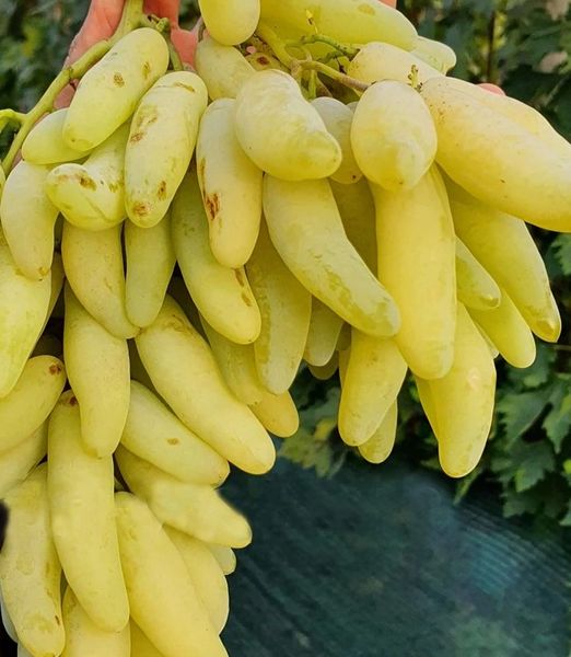 Vitis 'Asia'